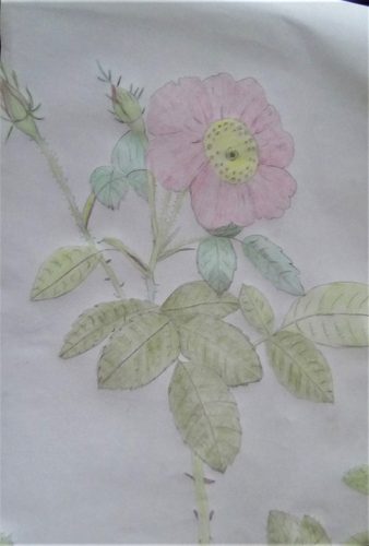 Floral, coloured pencil sketch.
